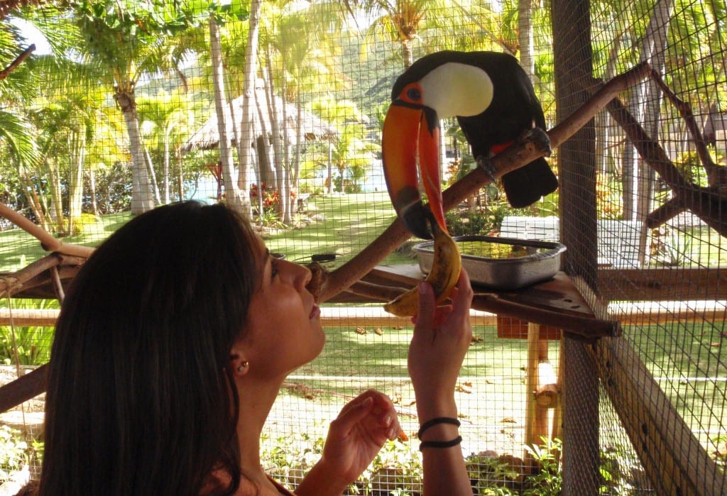 Paz the Toco toucan