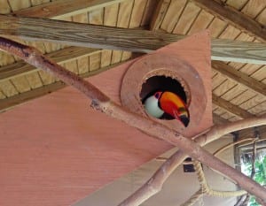 Paz the Toucan's new nest