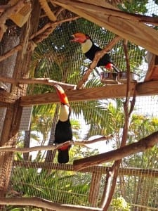 Toco toucan socialization