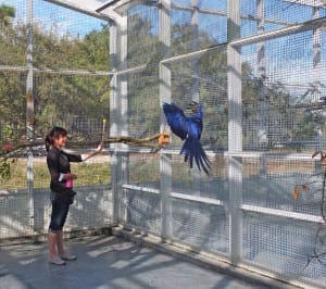 ~ Hyacinth macaw target training