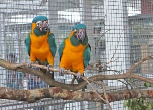Blue-throated macaws at Natural Encounters