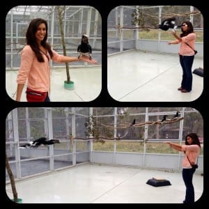 ~ training with Neo the Trumpeter hornbill