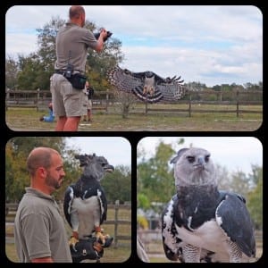 ~ Harpy eagle flight training