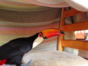 Building Forts for Paco the Toucan