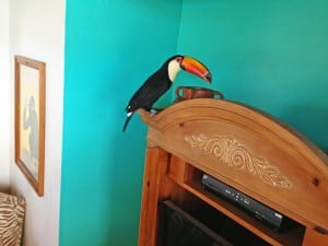 Paco the Toucan foraging