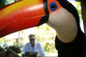 people visiting the toucans