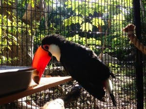 toucan moving day 12