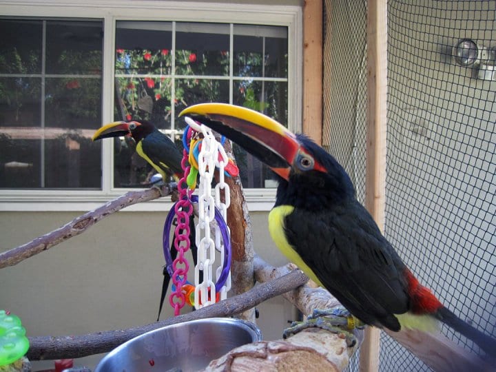 Toucans vs Parrots as Pets | Adventures in Toucanland