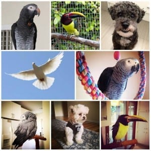 parrots vs toucans as pets - what's the difference?